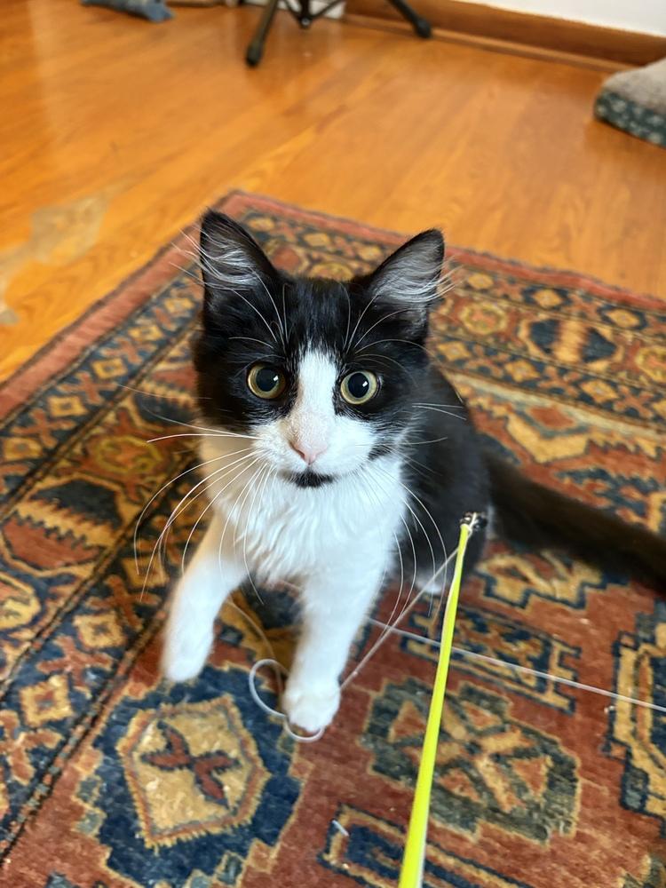 SYLVIE, Adoptable, Kitten Female Domestic Long Hair.