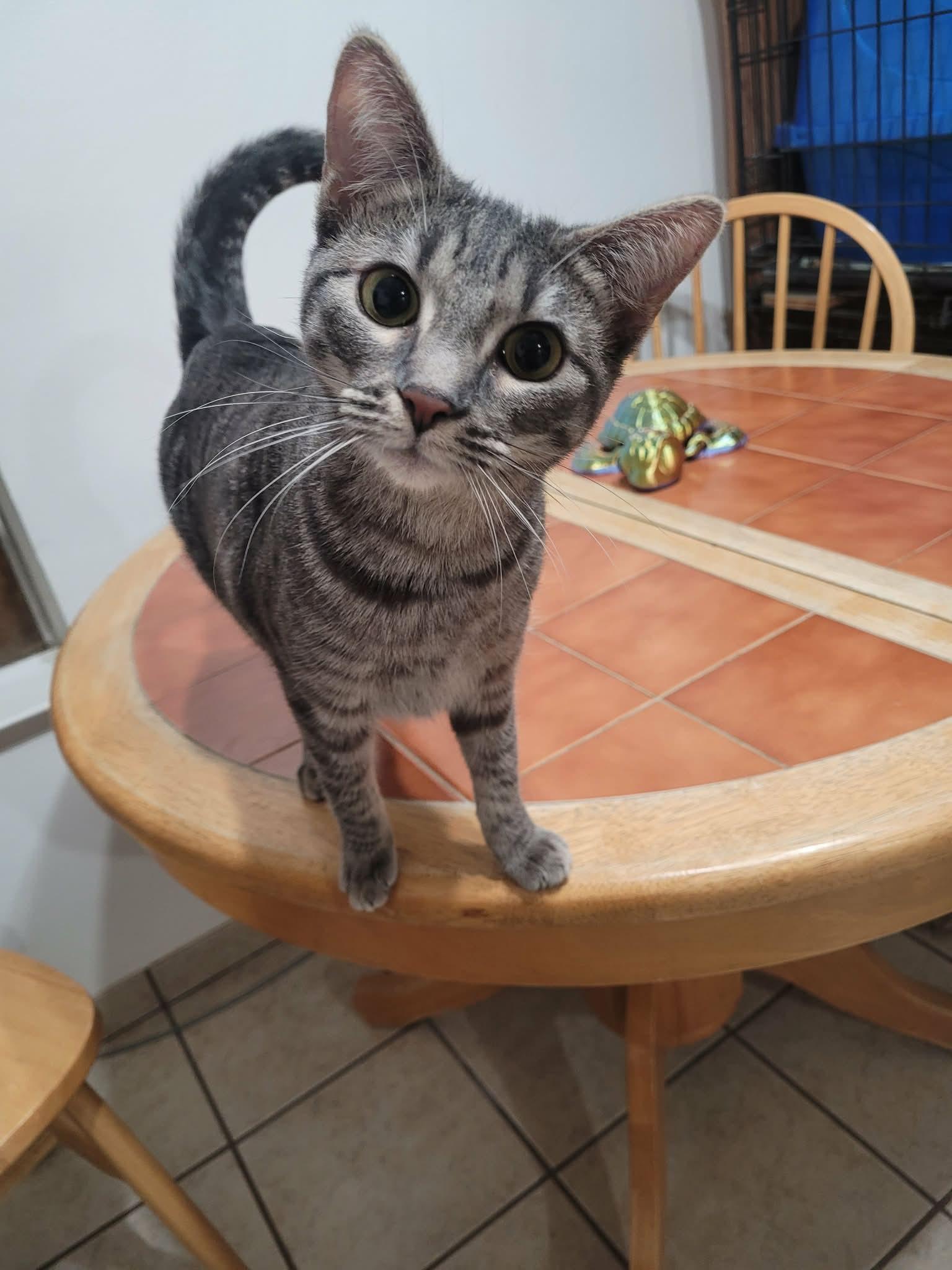 Enlarge KATY, an adoptable mixed breed in Palmdale, CA image 3/3