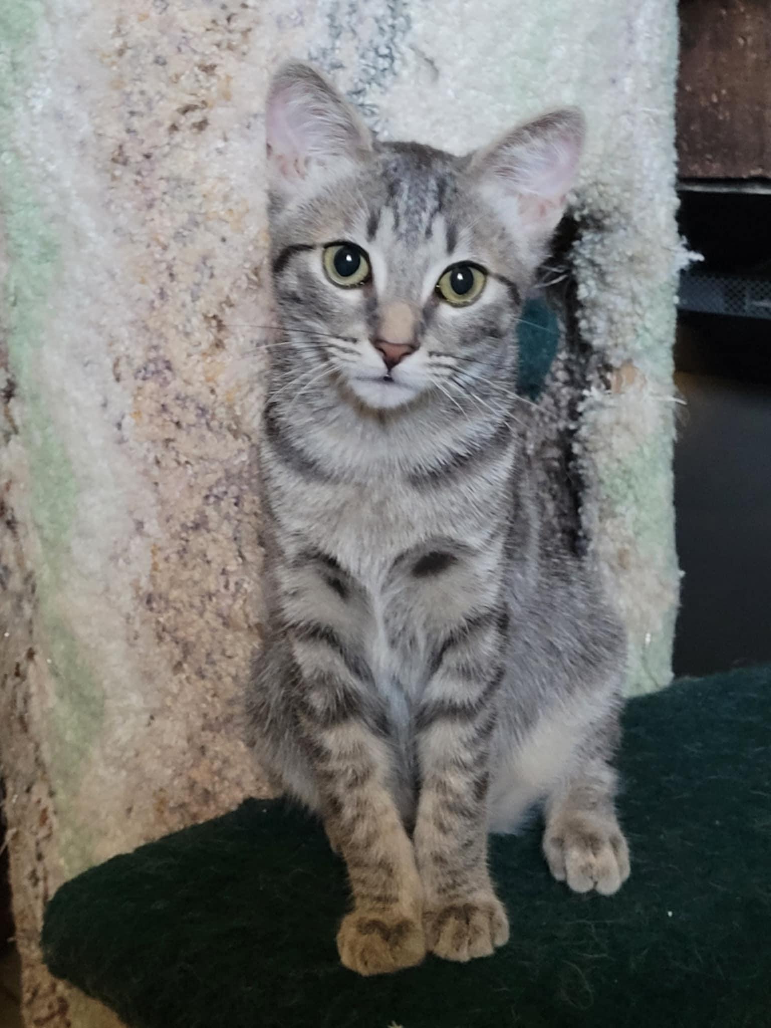 KATY, Adoptable, Kitten Female Egyptian Mau.