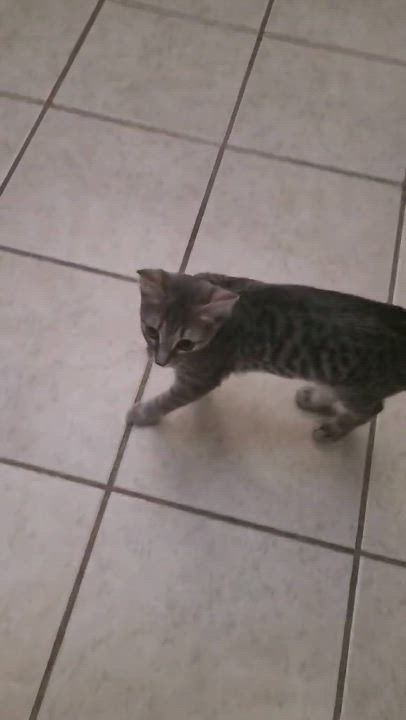 Enlarge KATY, a Adoptable mixed breed in Palmdale, CA video 2/2