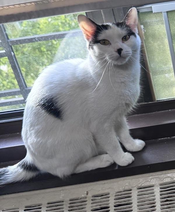 Stars, Adoptable, Adult Female Domestic Short Hair.