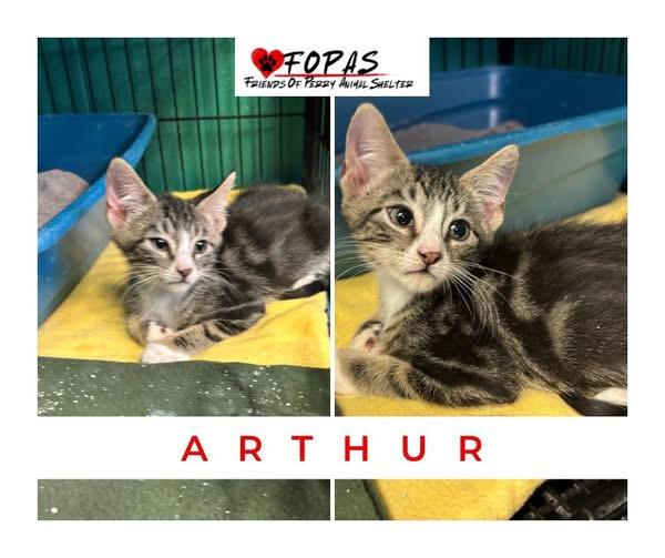 Arthur, Adoptable, Kitten Male American Shorthair.