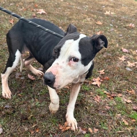 Remy - Looking for her hero human!, Adoptable, Adult Female Mixed Breed.