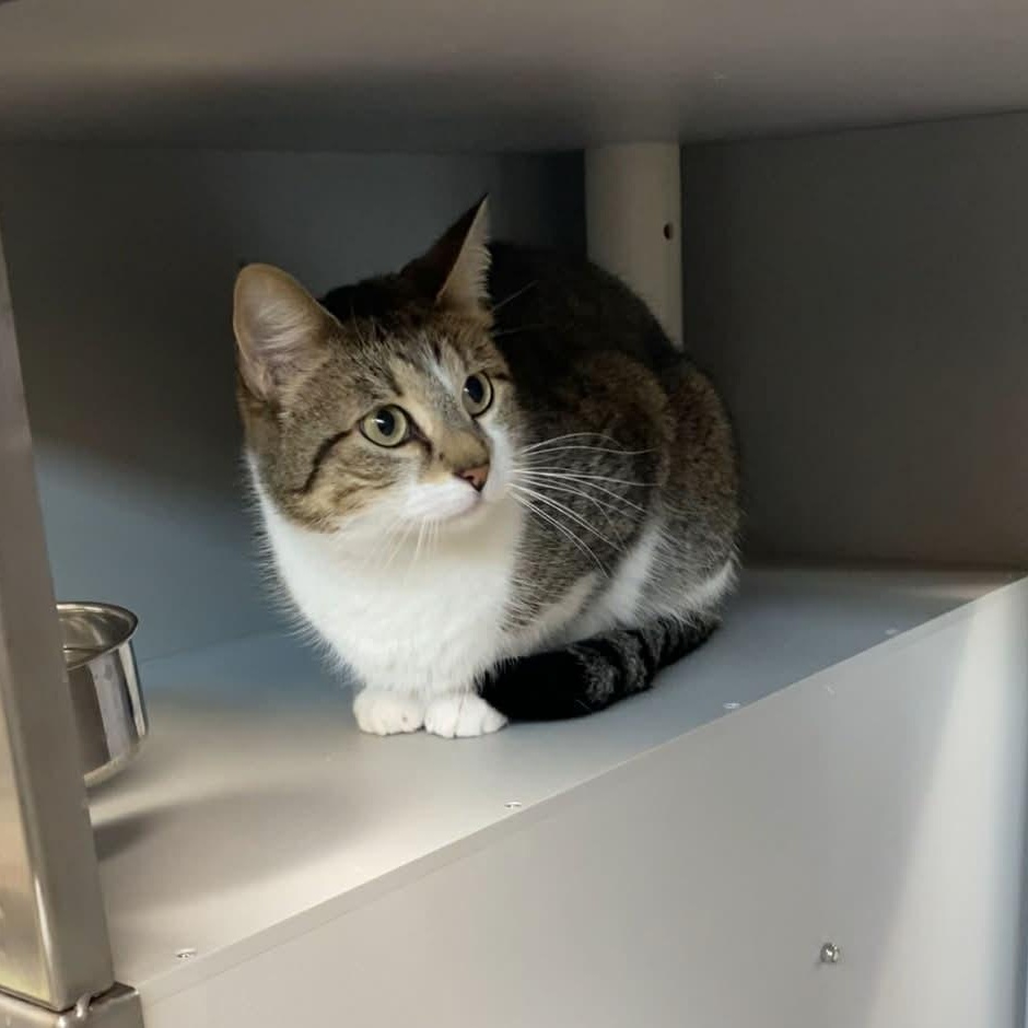 Enlarge Snyder, a ADOPTABLE Domestic Short Hair in Nevada, MO image 1/1