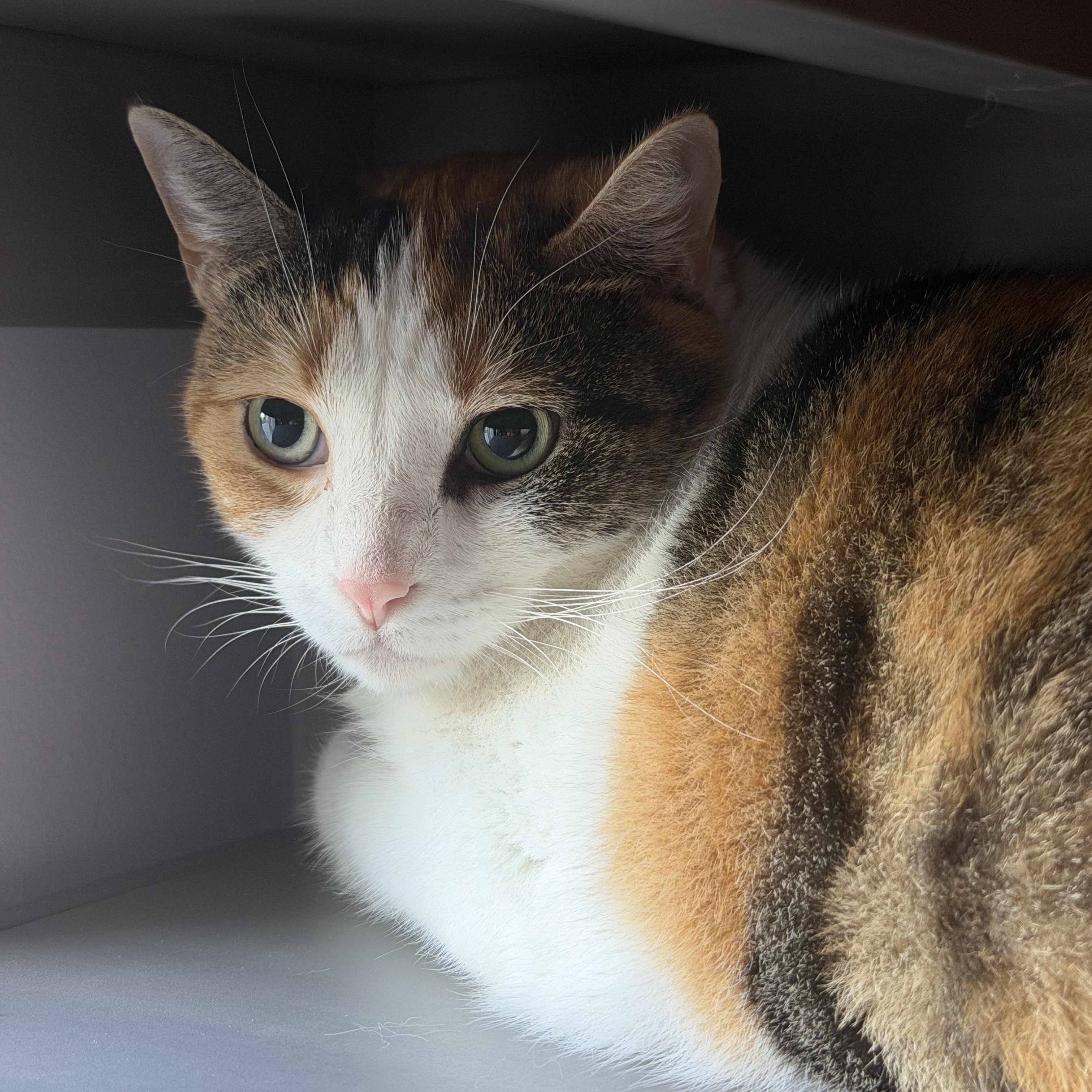 Autumn, Adoptable, Young Female Domestic Short Hair.