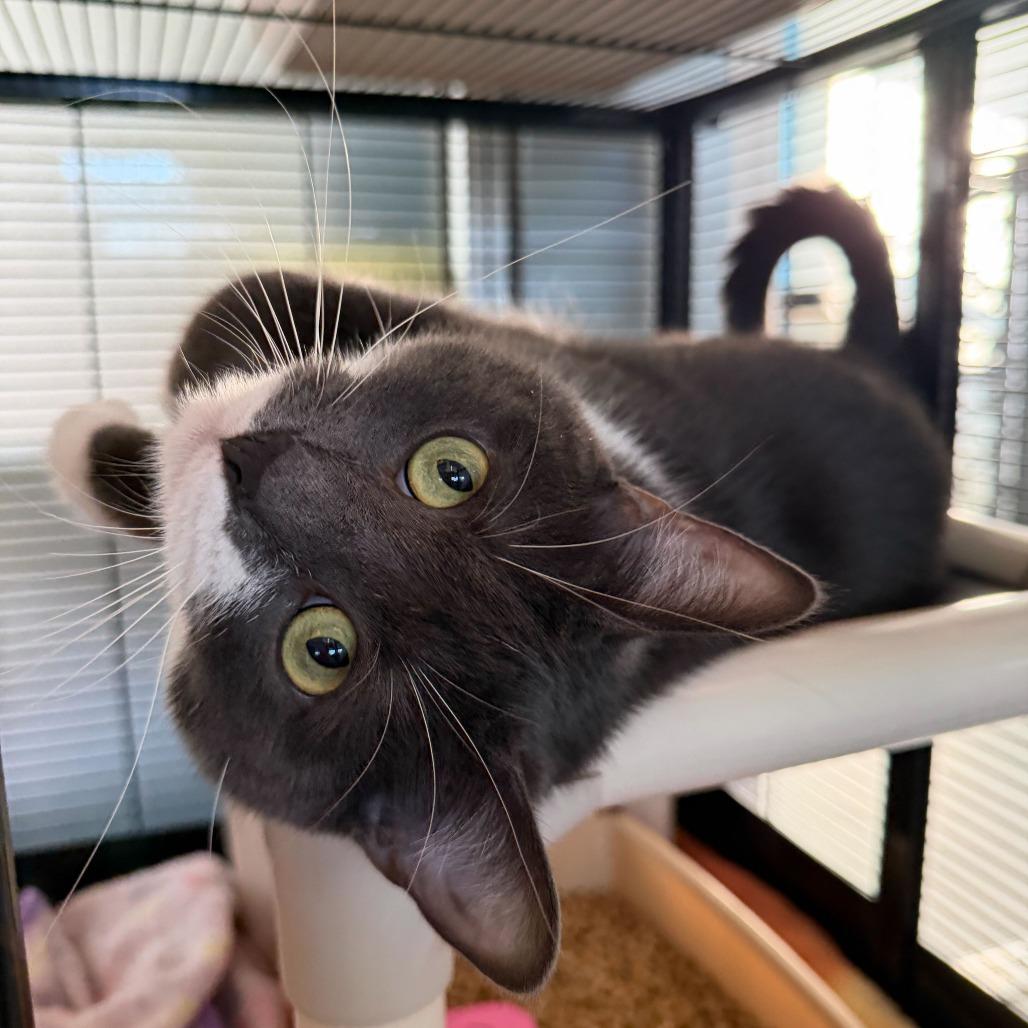 Birthday Present, Adoptable, Adult Female Domestic Short Hair.