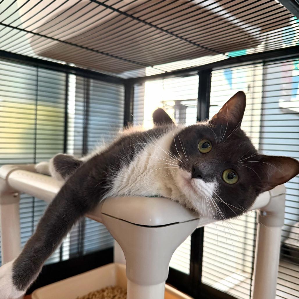 Enlarge Birthday Present, a Adoptable Domestic Short Hair in Carencro, LA image 3/6