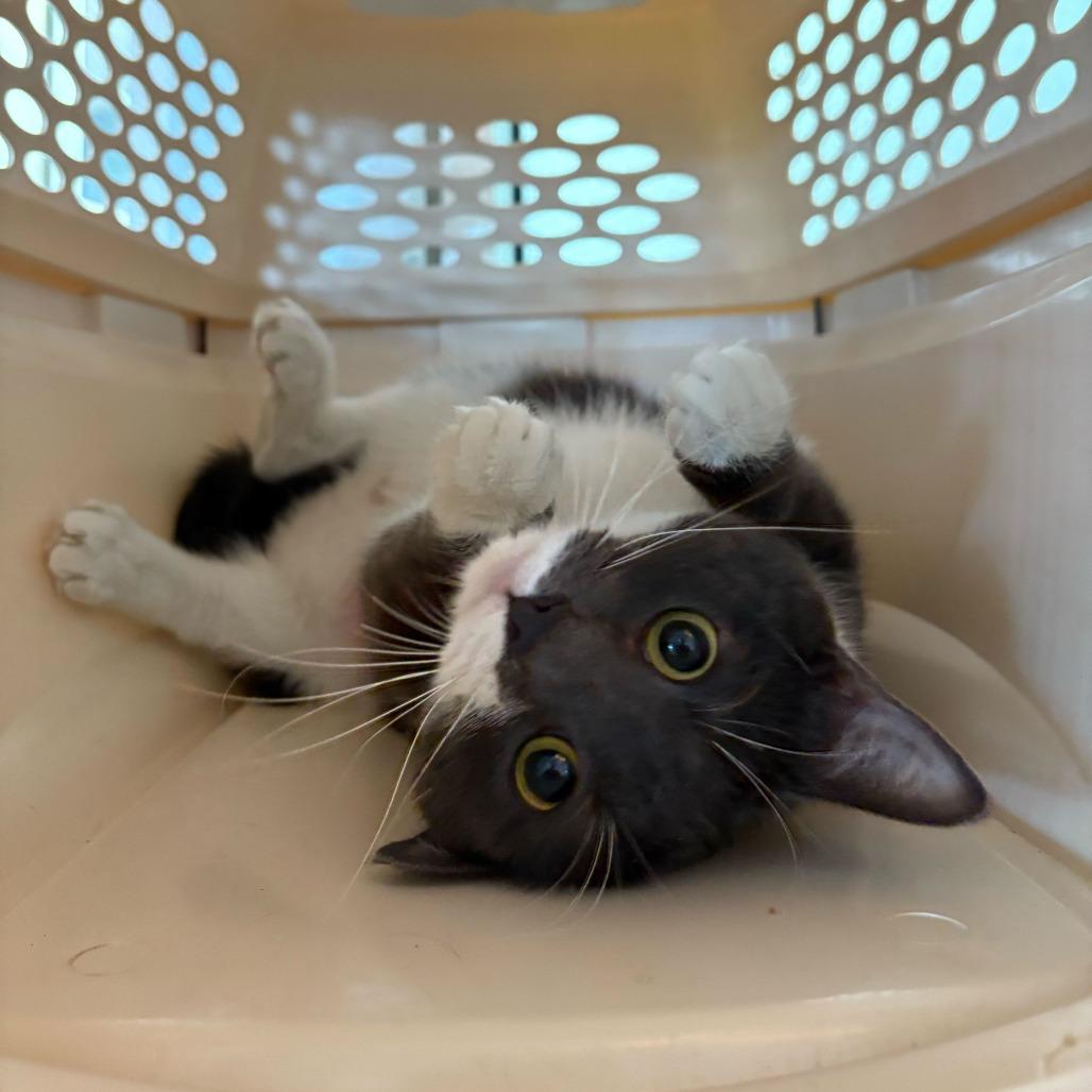 Enlarge Birthday Present, a Adoptable Domestic Short Hair in Carencro, LA image 4/6