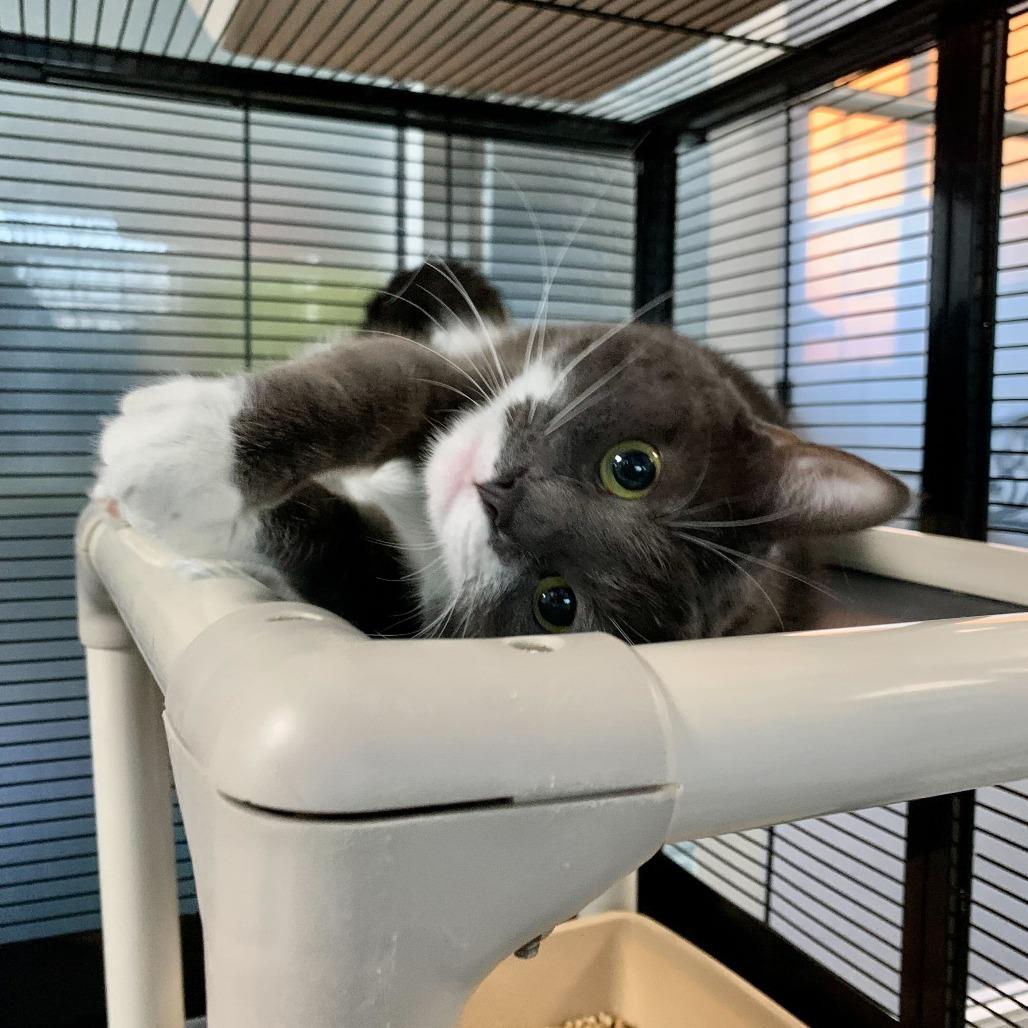 Enlarge Birthday Present, a Adoptable Domestic Short Hair in Carencro, LA image 5/6