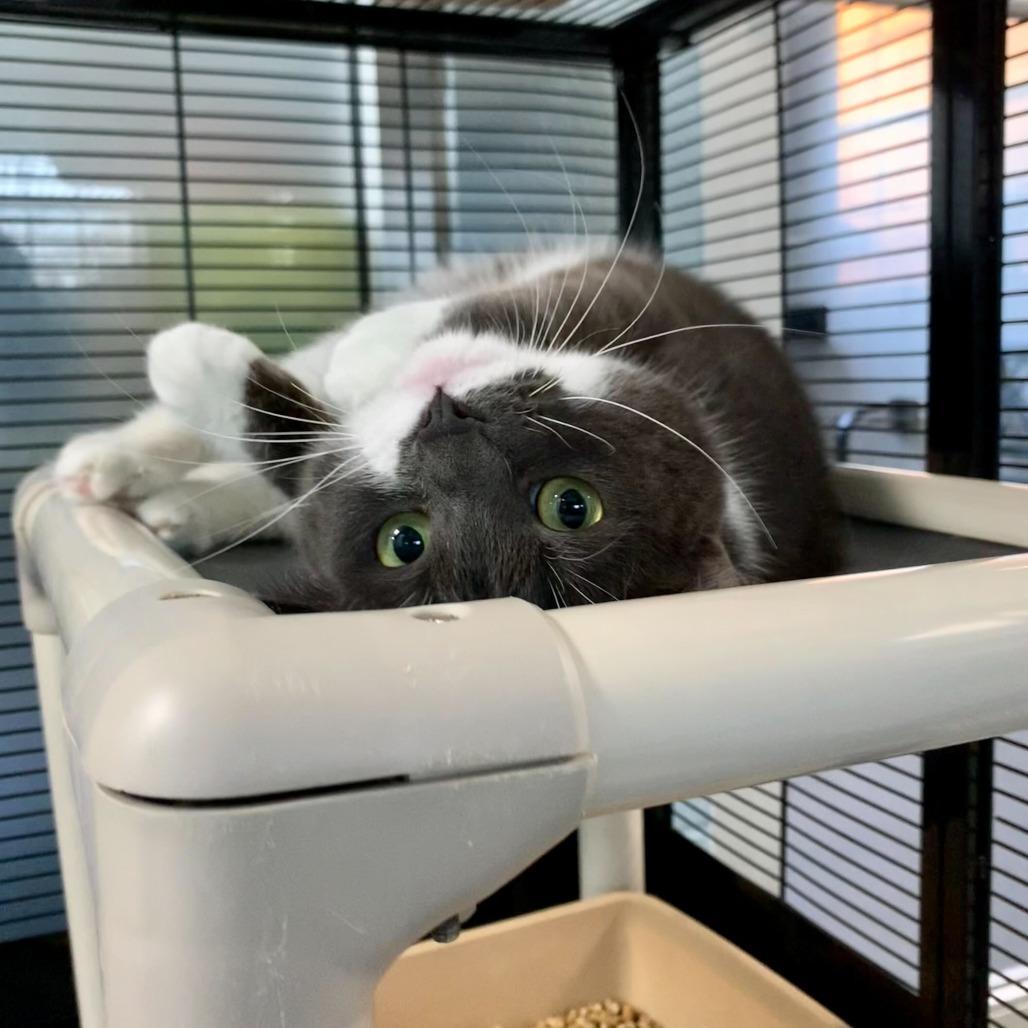 Enlarge Birthday Present, a Adoptable Domestic Short Hair in Carencro, LA image 6/6