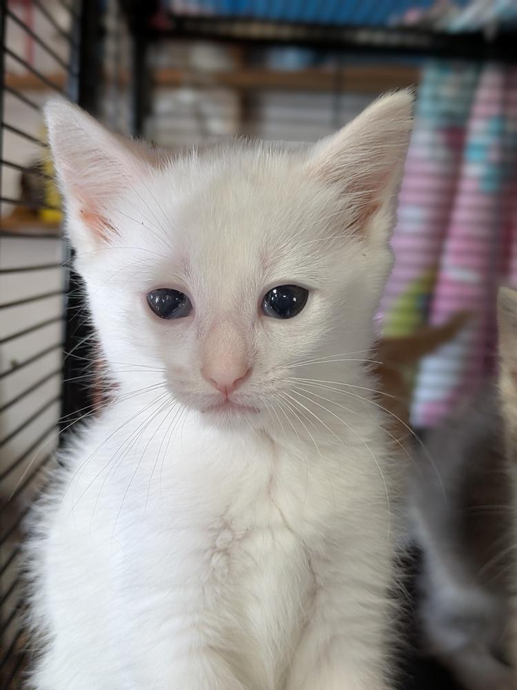 Enlarge Tiffany, a Adoptable Domestic Short Hair in Clinton Township, MI image 1/4