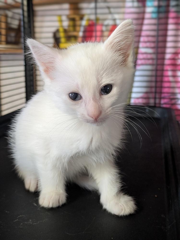 Enlarge Tiffany, a Adoptable Domestic Short Hair in Clinton Township, MI image 2/4