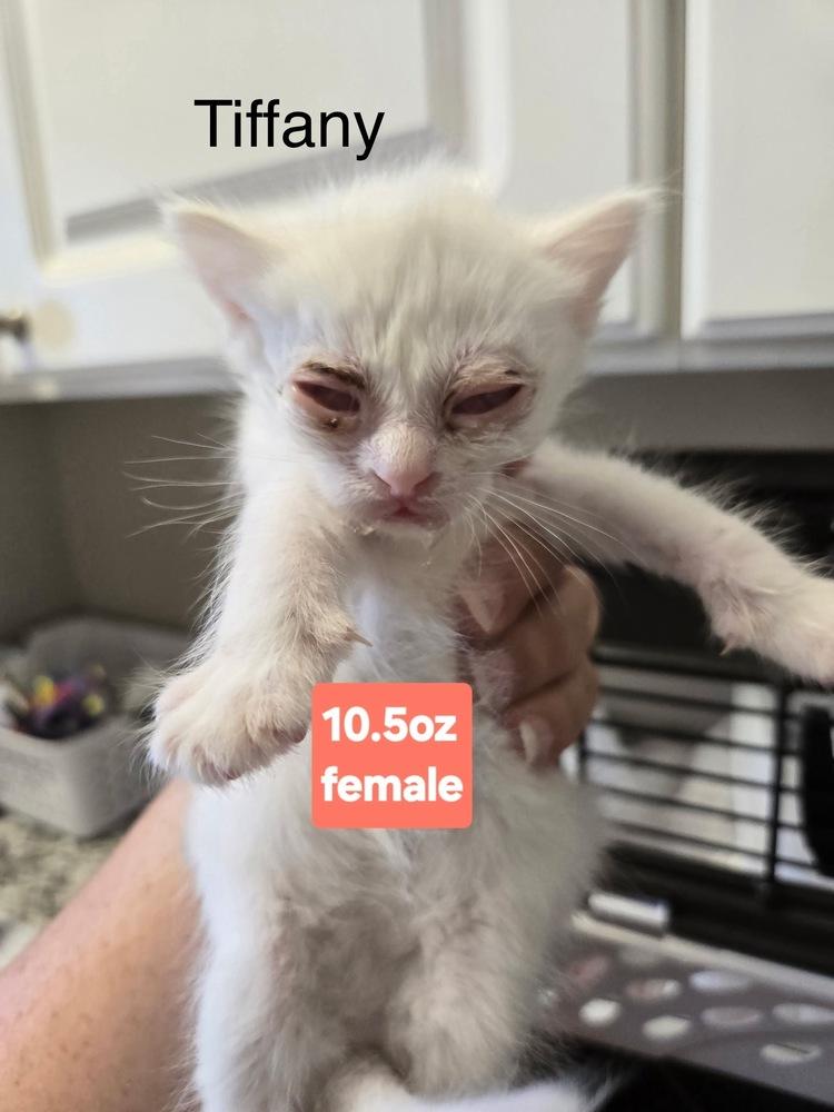 Enlarge Tiffany, a Adoptable Domestic Short Hair in Clinton Township, MI image 4/4