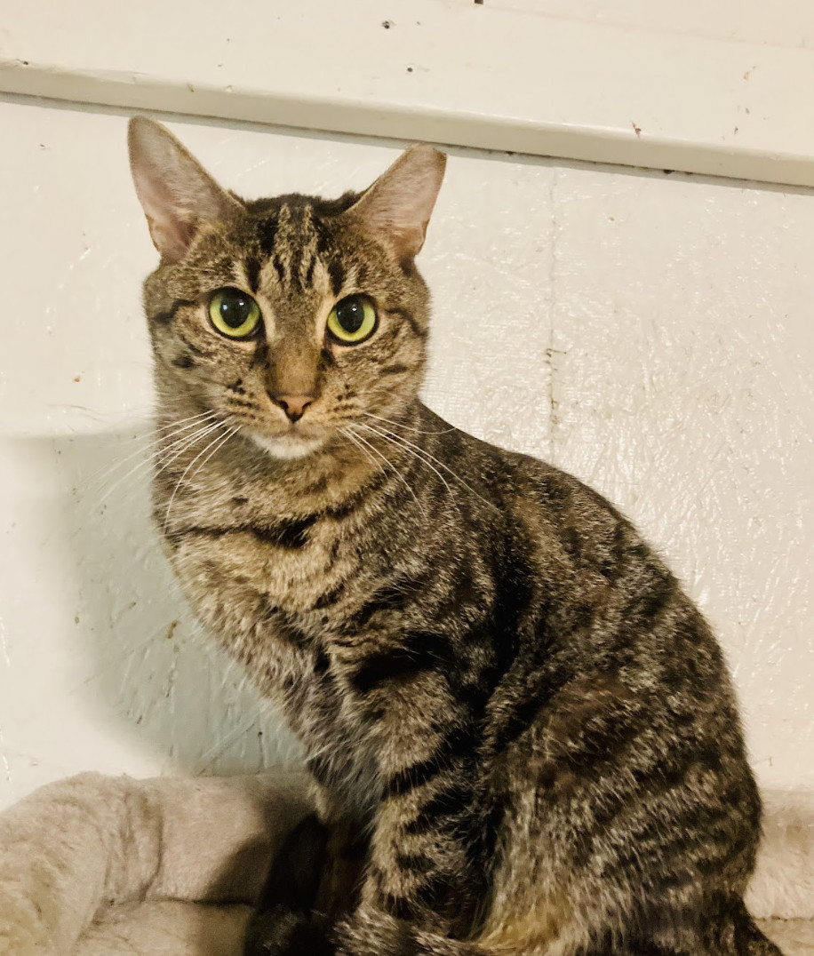 Macbeth, Adoptable, Adult Male Domestic Short Hair.