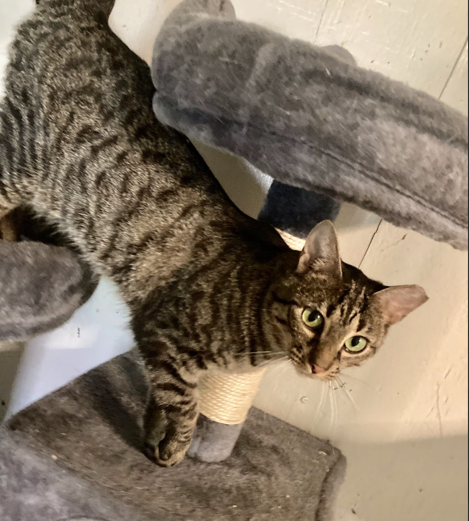 Macbeth, a Adoptable Domestic Short Hair in LITTLE MOUNTAIN, SC image 2/2