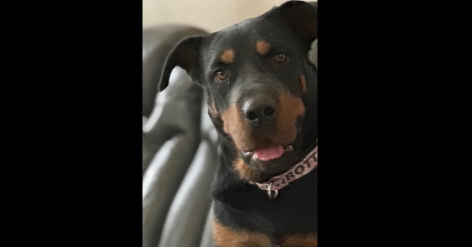 Cali, Adoptable, Adult Female Rottweiler.