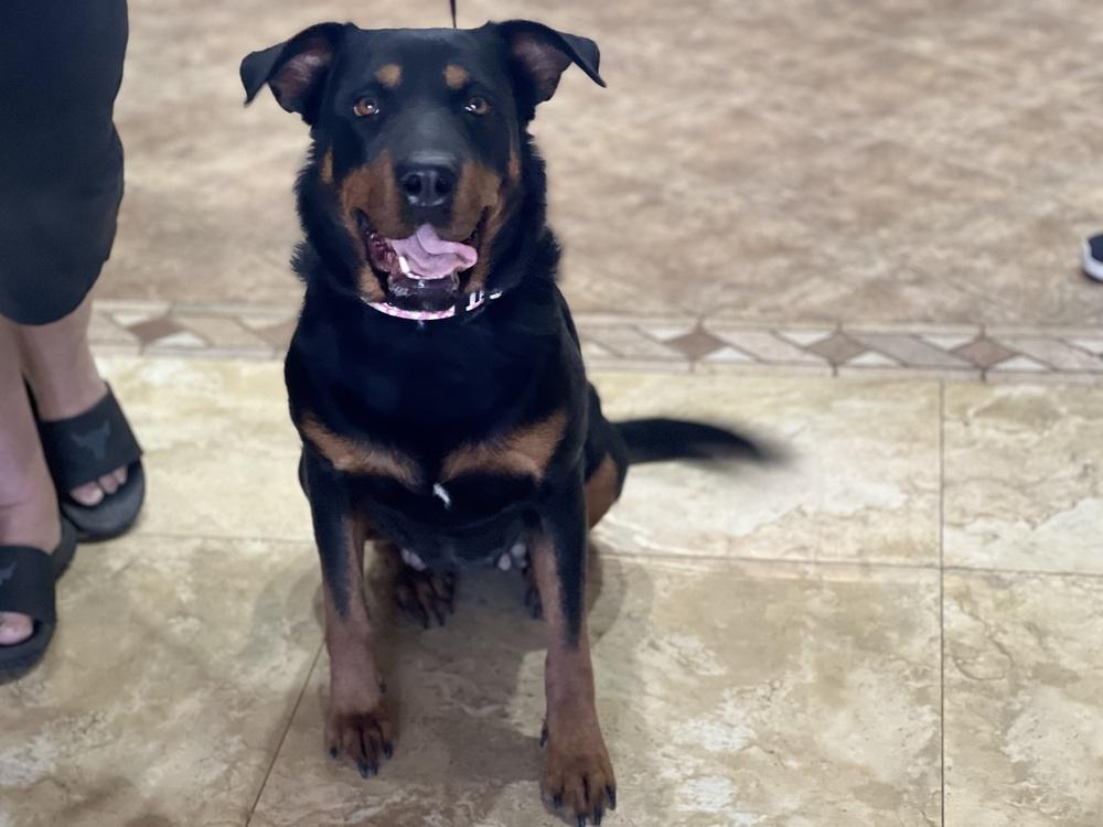 Enlarge Cali, a Adoptable mixed breed in Gilbert, AZ image 2/4