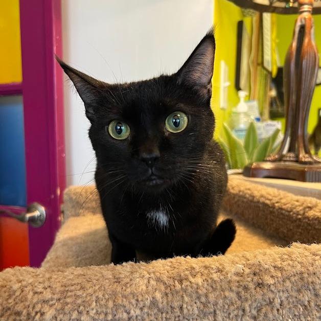 GIBBS, adopted, Adult Male Domestic Short Hair.