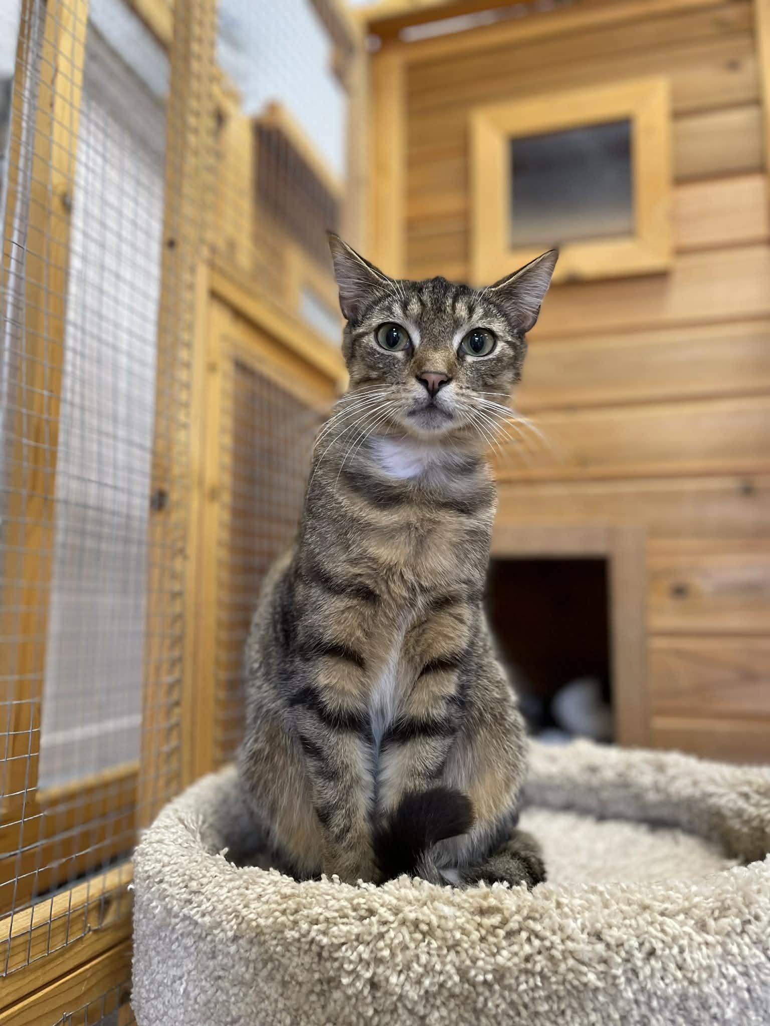 Enlarge Samuel Lee, a ADOPTABLE Domestic Short Hair in Murrells Inlet, SC image 1/1