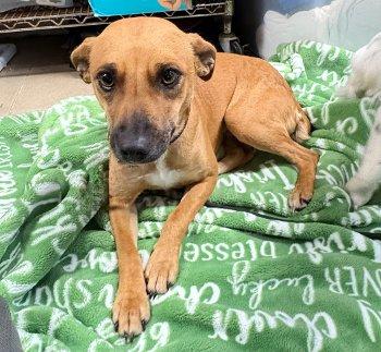 Enlarge Livie, a Adoptable mixed breed in Bedford Hills, NY image 1/6