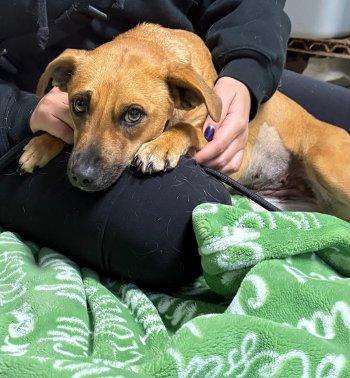 Enlarge Livie, a Adoptable mixed breed in Bedford Hills, NY image 2/6