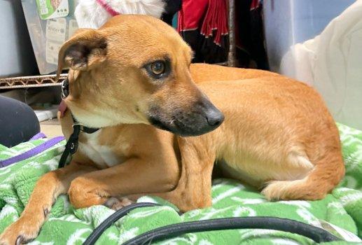 Enlarge Livie, a Adoptable mixed breed in Bedford Hills, NY image 3/6