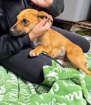 Enlarge Livie, a Adoptable mixed breed in Bedford Hills, NY image 4/6