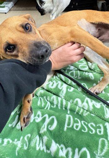 Enlarge Livie, a Adoptable mixed breed in Bedford Hills, NY image 5/6