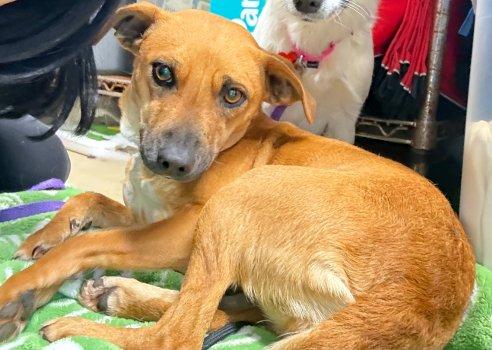 Enlarge Livie, a Adoptable mixed breed in Bedford Hills, NY image 6/6