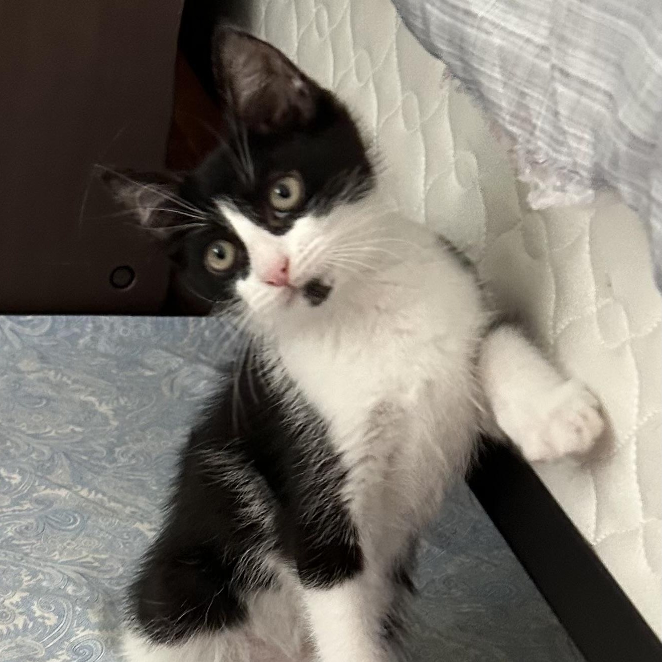 Flaco, ADOPTABLE, Kitten Male Domestic Short Hair.