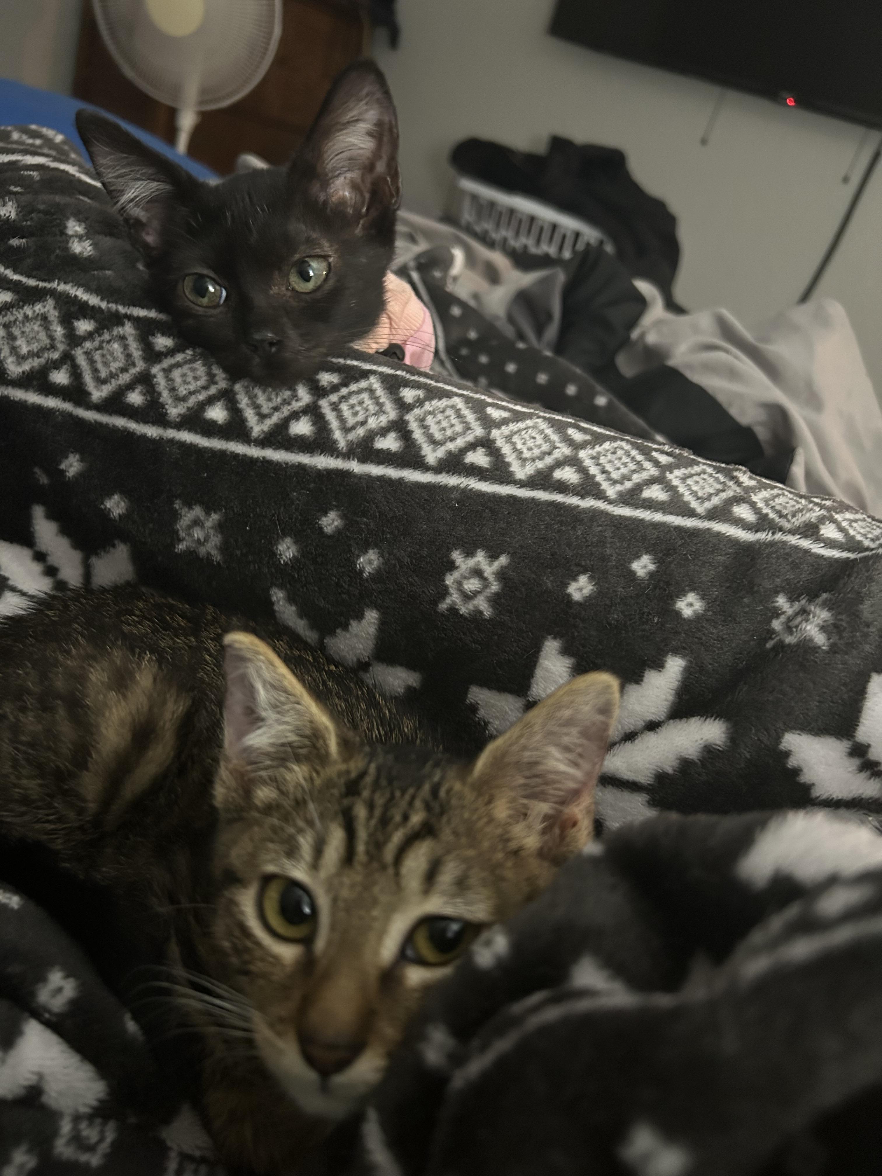 Bug, a Adoptable Domestic Short Hair in Tulsa, OK image 1/6