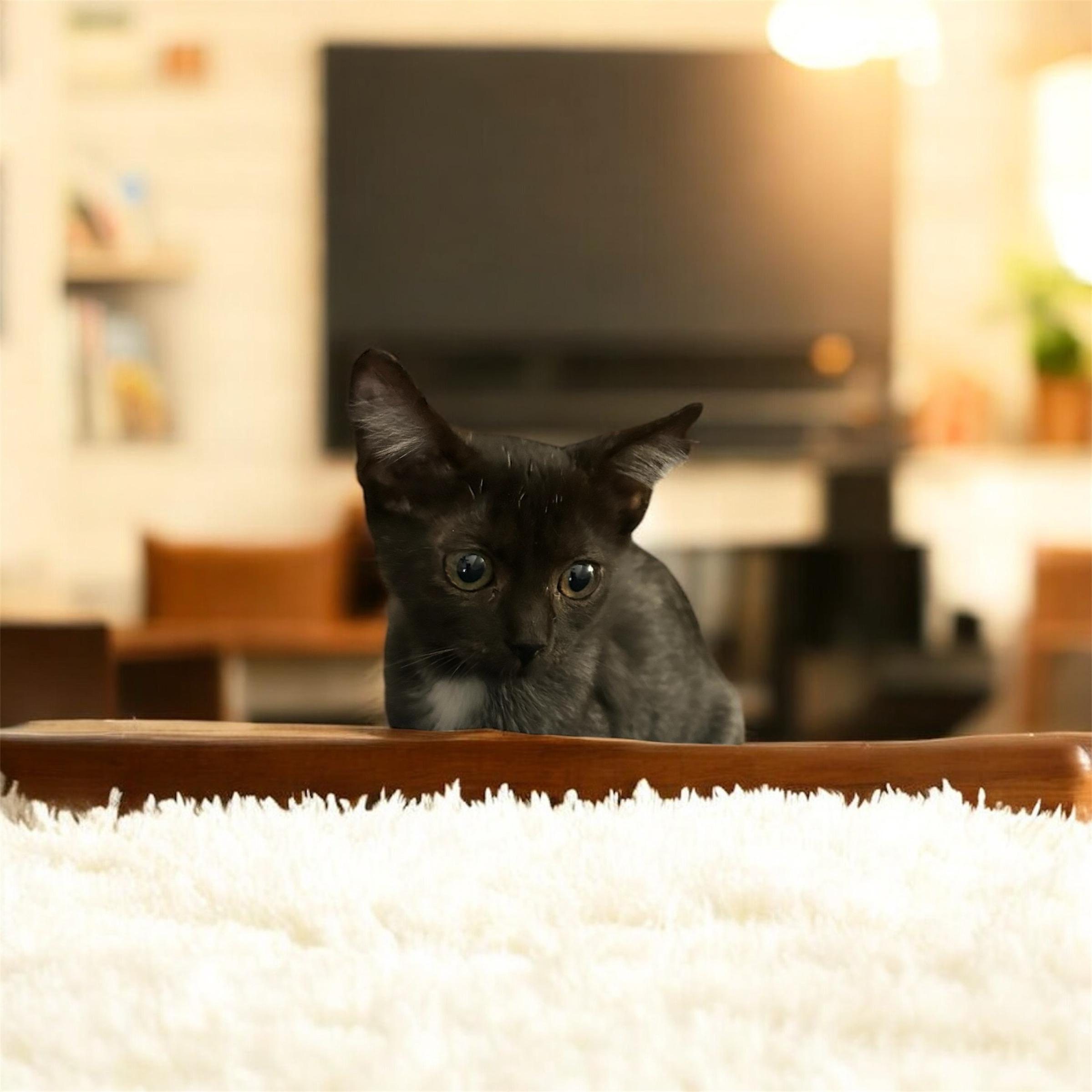 Bug, a Adoptable Domestic Short Hair in Tulsa, OK image 2/6