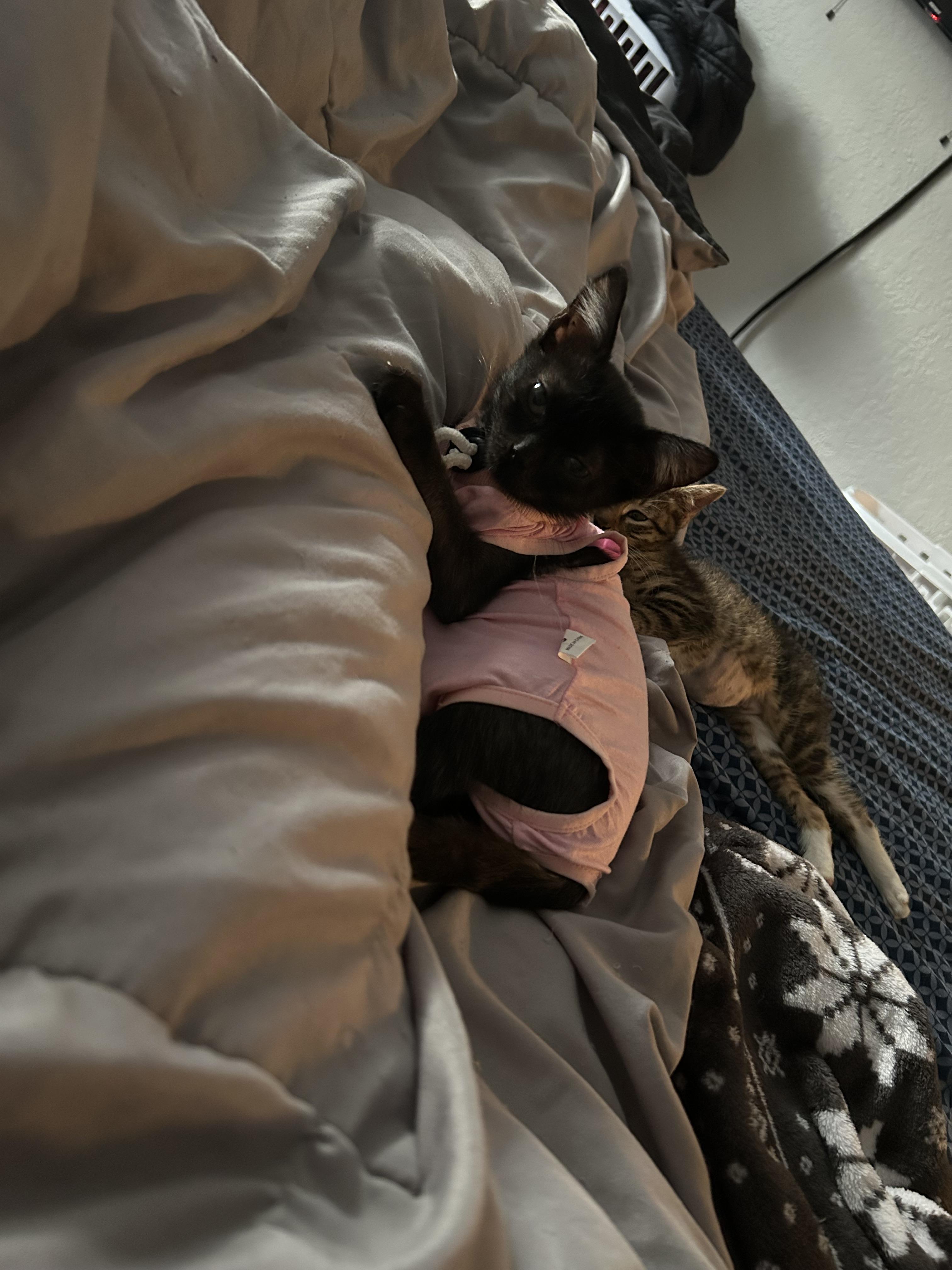 Bug, a Adoptable Domestic Short Hair in Tulsa, OK image 4/6