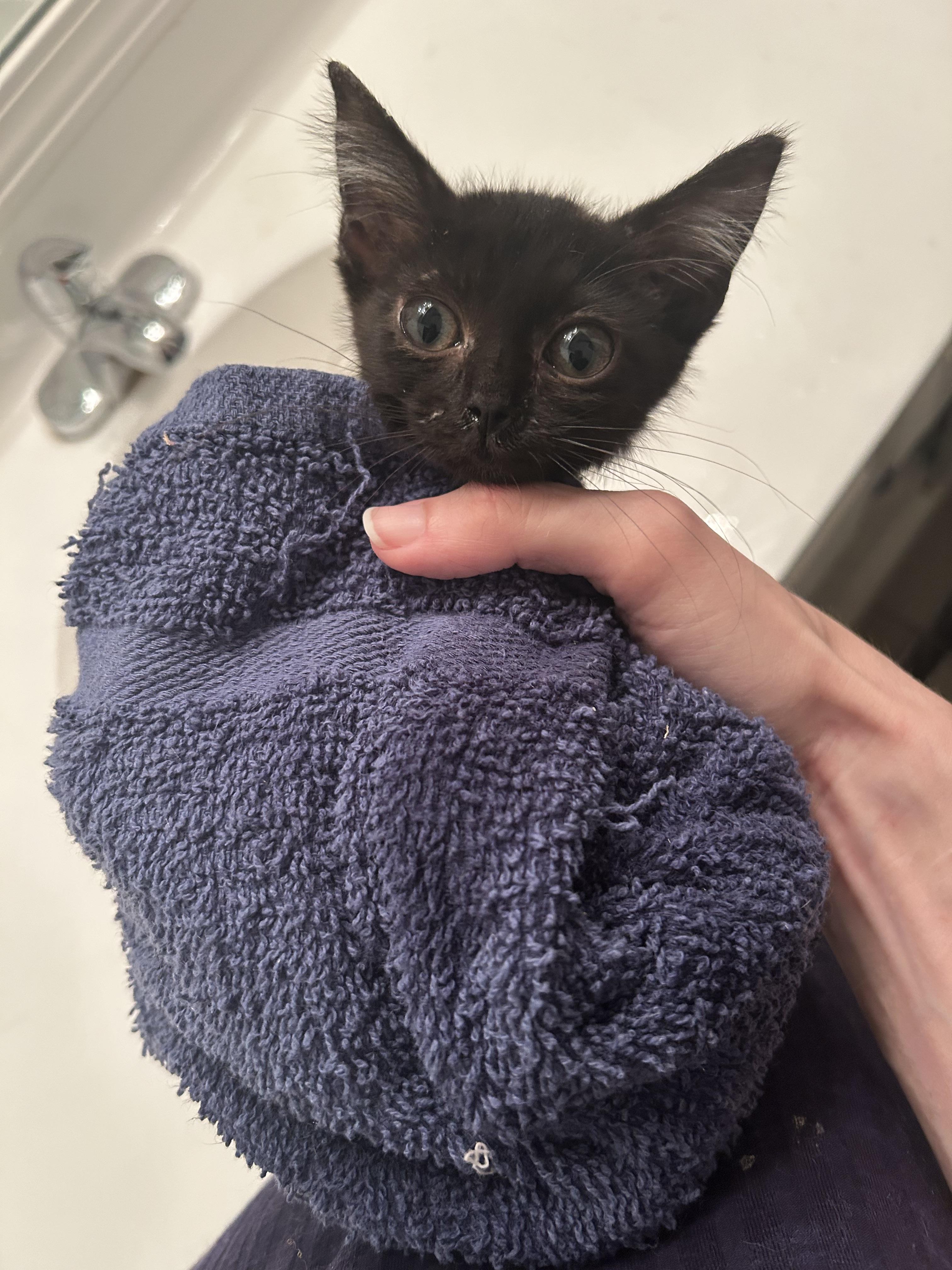 Bug, a Adoptable Domestic Short Hair in Tulsa, OK image 5/6