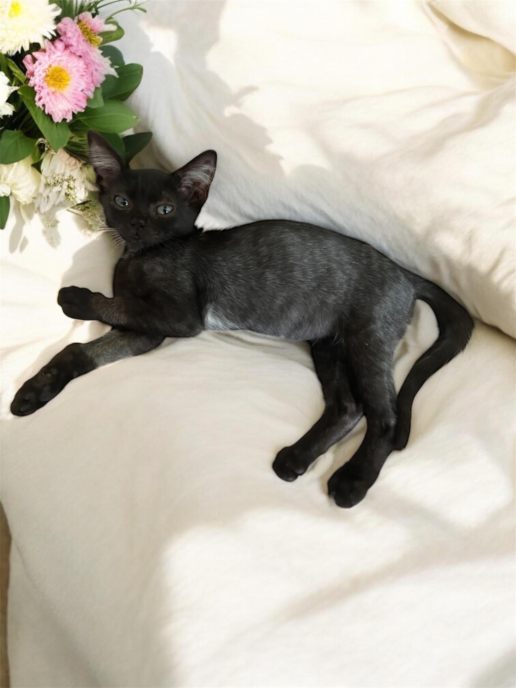 Bug, a Adoptable Domestic Short Hair in Tulsa, OK image 6/6