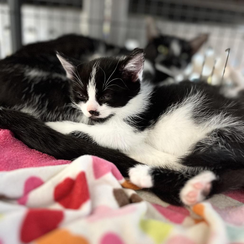 Enlarge Olympia, a Adoptable Domestic Short Hair in Portage, MI image 1/2