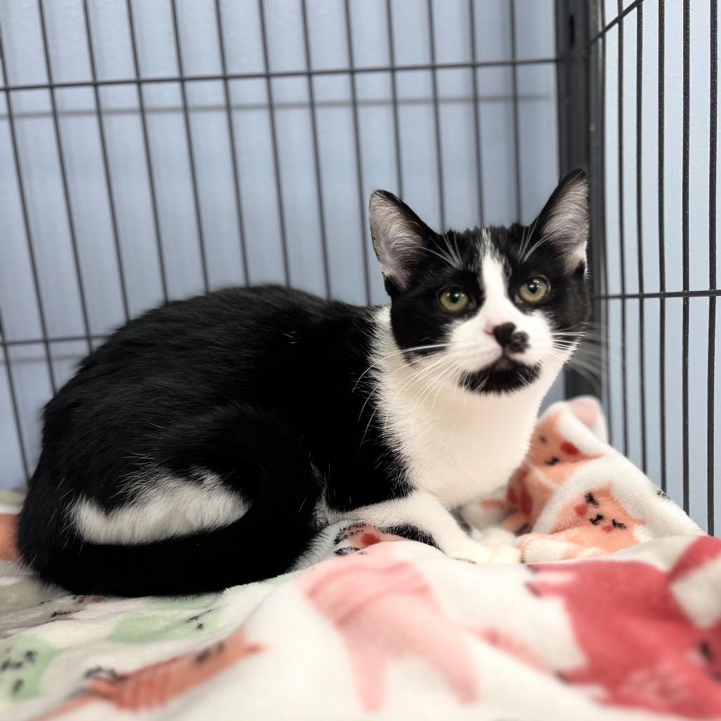 Enlarge Olympia, a Adoptable Domestic Short Hair in Portage, MI image 2/2