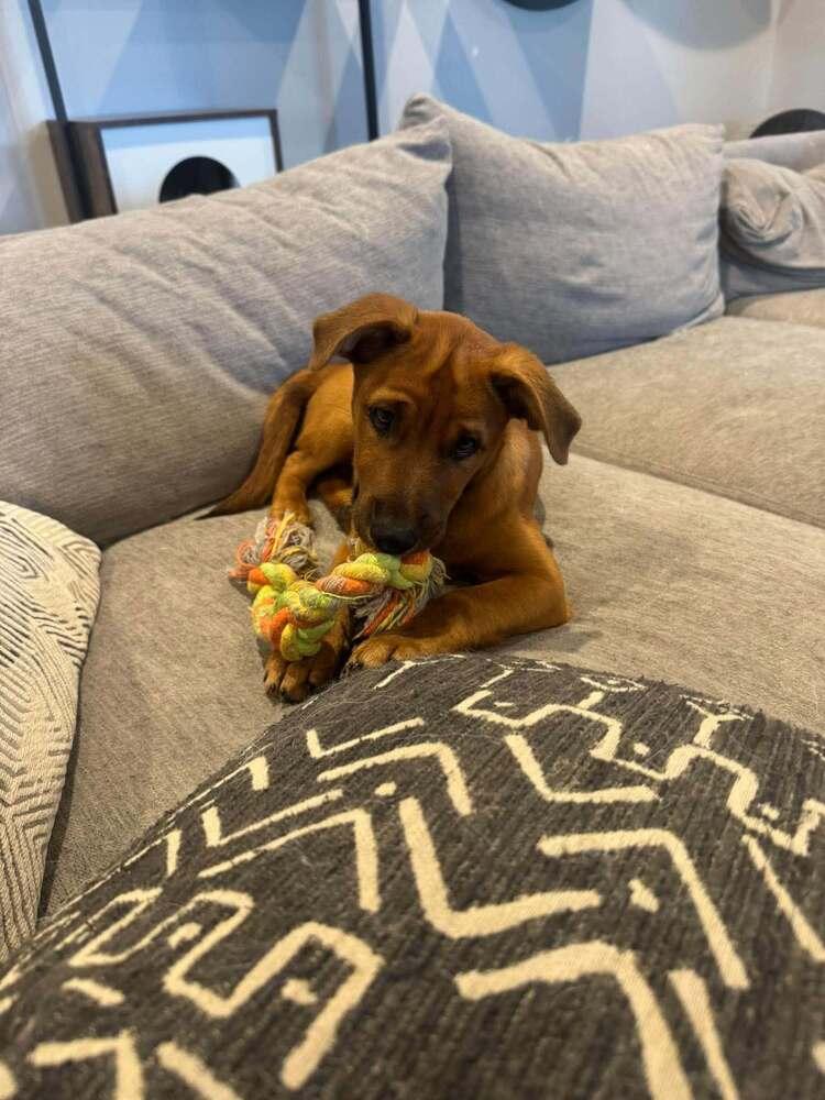 Cheese, Adoptable, Puppy Male Mixed Breed.