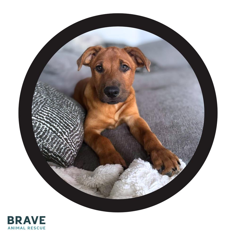 Enlarge Cheese, a Adoptable mixed breed in Lincoln, NE image 2/6