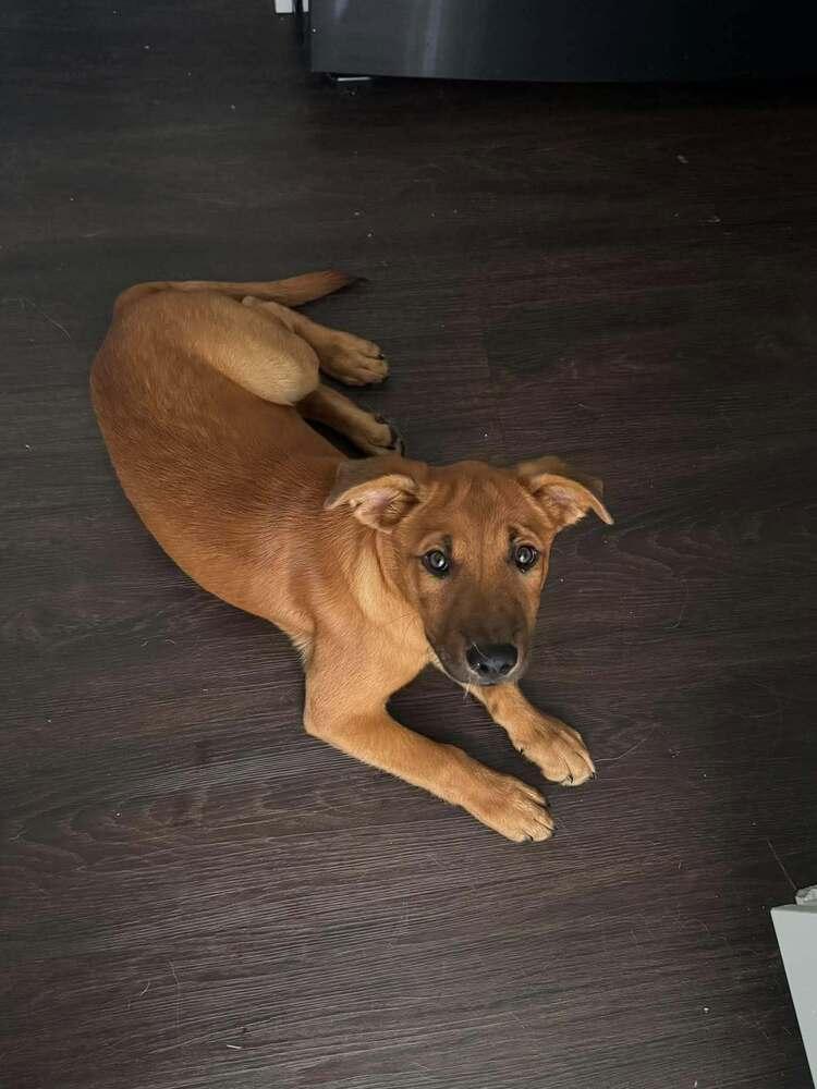 Enlarge Cheese, a Adoptable mixed breed in Lincoln, NE image 3/6