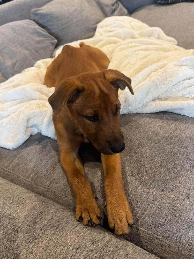 Enlarge Cheese, a Adoptable mixed breed in Lincoln, NE image 4/6