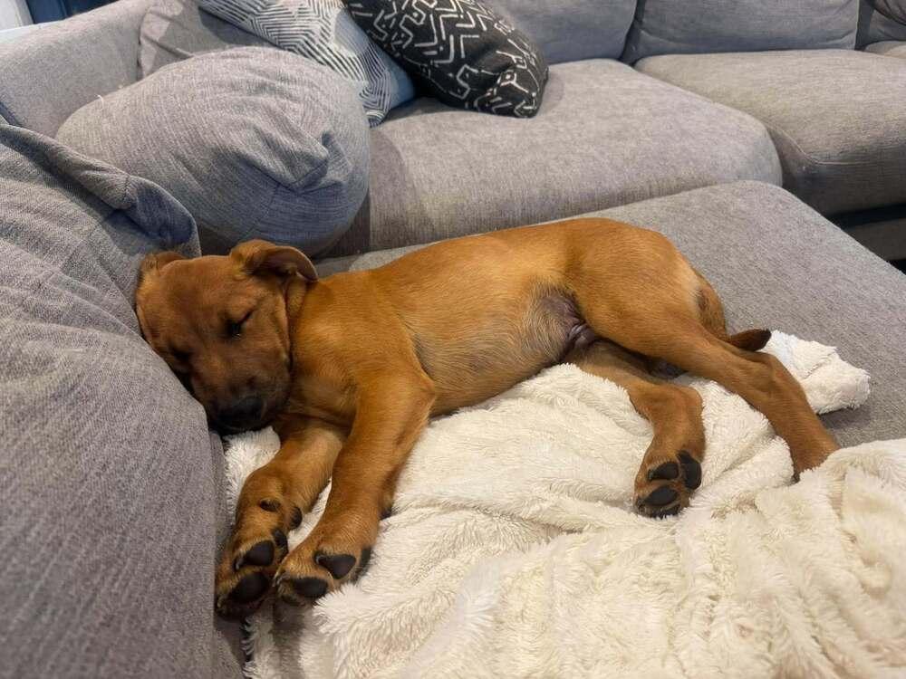 Enlarge Cheese, a Adoptable mixed breed in Lincoln, NE image 5/6
