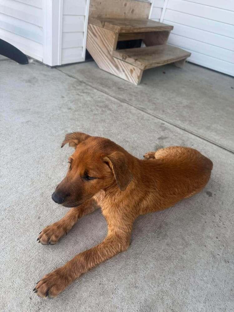 Enlarge Cheese, a Adoptable mixed breed in Lincoln, NE image 6/6