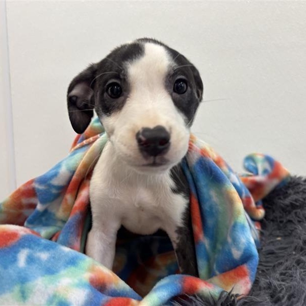 Etouffee, ADOPTABLE, Puppy Female Terrier & Mixed Breed.