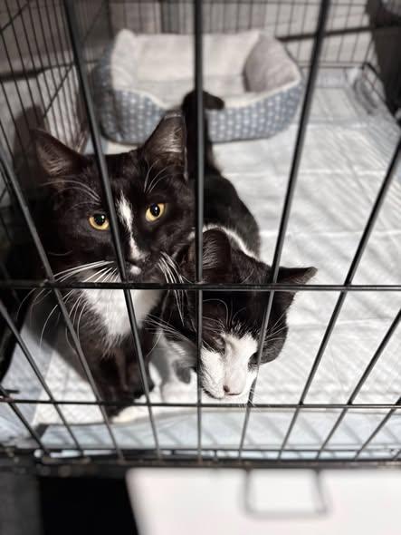 Enlarge Razzle & Dazzle (Bonded Pair), a ADOPTABLE Domestic Short Hair in Reading, PA image 1/6