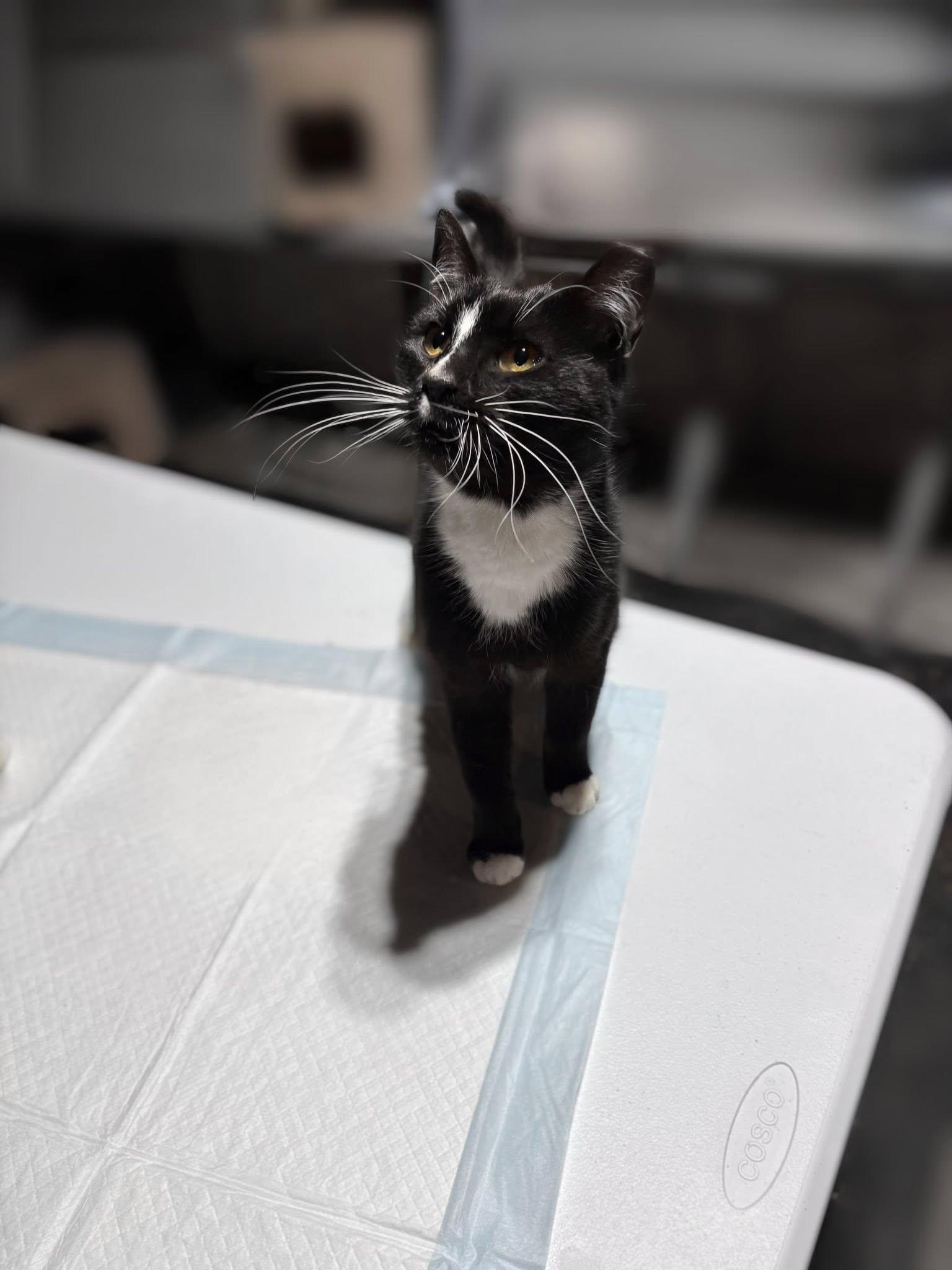 Enlarge Razzle & Dazzle (Bonded Pair), a ADOPTABLE Domestic Short Hair in Reading, PA image 5/6