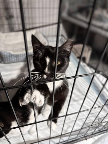 Enlarge Razzle & Dazzle (Bonded Pair), a ADOPTABLE Domestic Short Hair in Reading, PA image 4/6