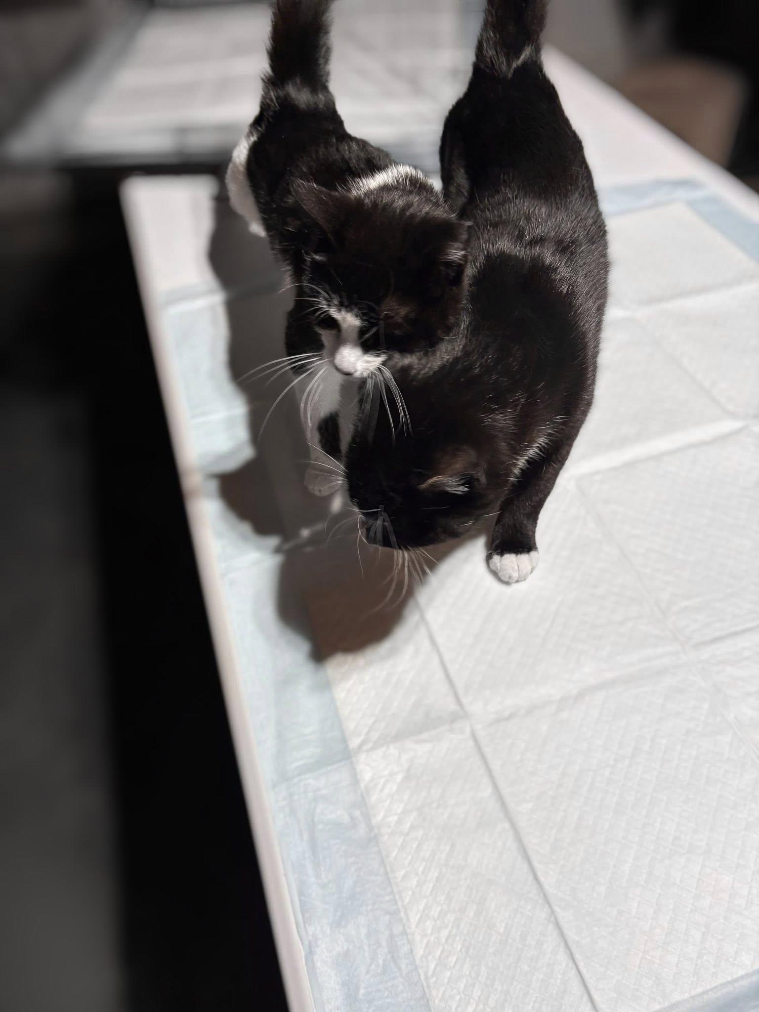 Enlarge Razzle & Dazzle (Bonded Pair), a ADOPTABLE Domestic Short Hair in Reading, PA image 6/6