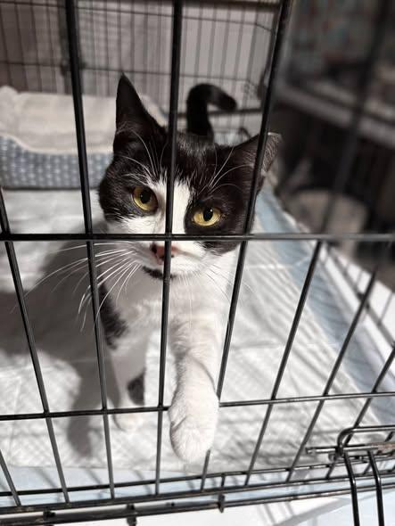 Enlarge Razzle & Dazzle (Bonded Pair), a ADOPTABLE Domestic Short Hair in Reading, PA image 3/6