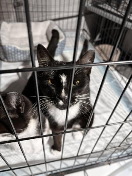 Enlarge Razzle & Dazzle (Bonded Pair), a ADOPTABLE Domestic Short Hair in Reading, PA image 2/6